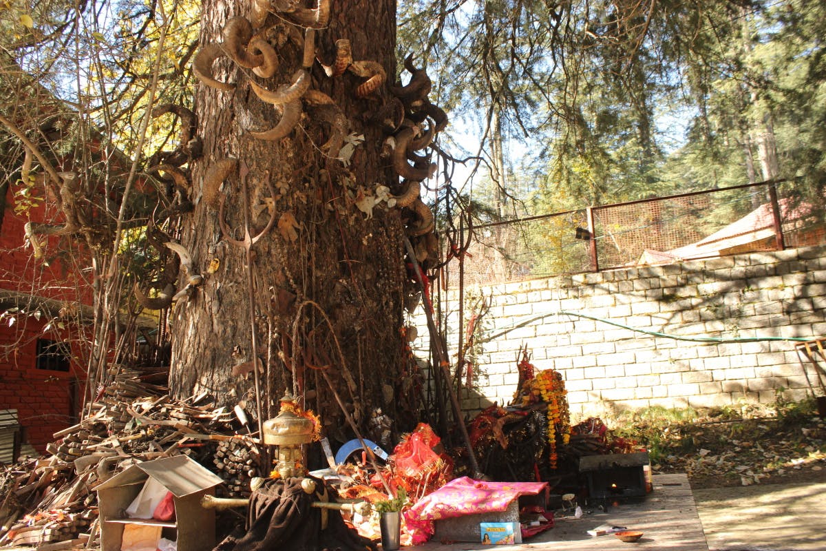 Ghatotkach Tree Temple
